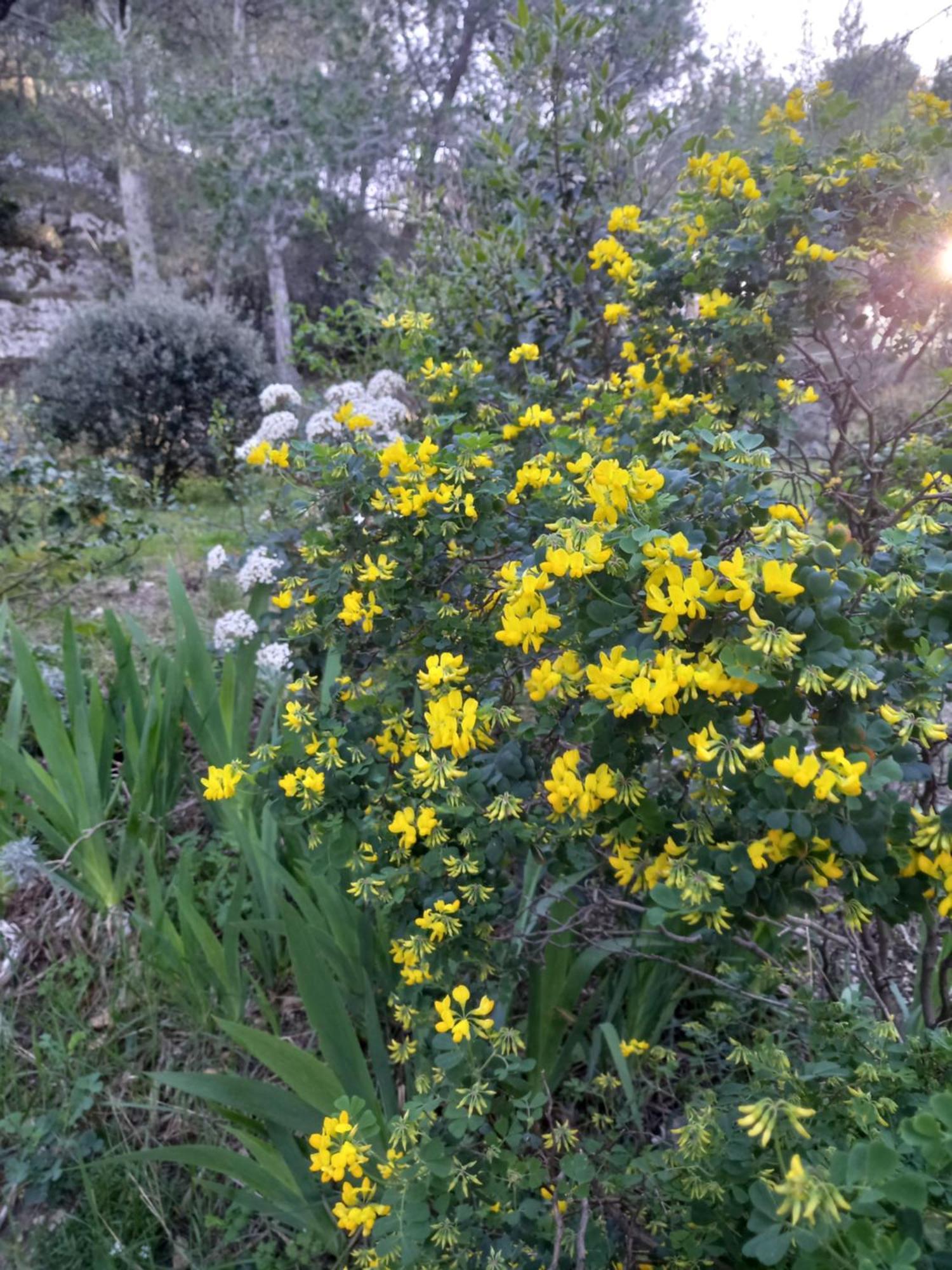 La Roulotte Du Petit Paradis Saint-Rémy-de-Provence المظهر الخارجي الصورة